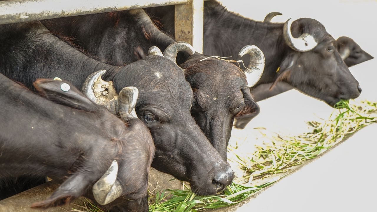 Madhya Pradesh Murrah Buffalo Scheme 75 Percent Subsidy Milk Income Employment