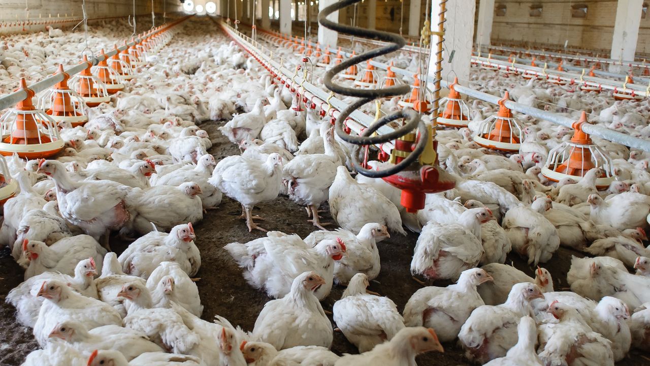 Uttar Pradesh Poultry Farm Scheme Up Government Subsidy Loan Benefit India