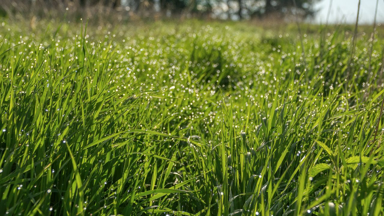 Shankar Napier Grass Green Gold For Cattle Fodder Farming India