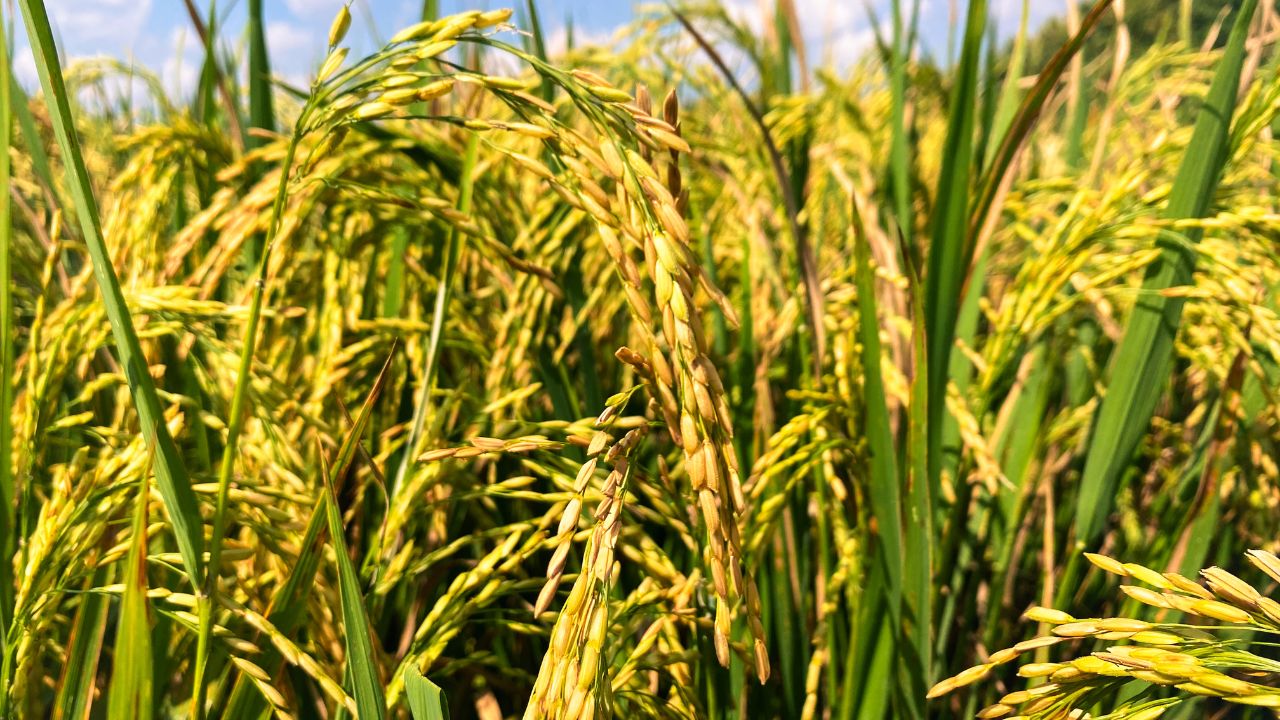 Bihar Paddy Farming Tips Kharif Season High Yield Rice Varieties