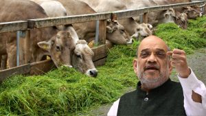 63 फीसदी बढ़ा दूध उत्पादन, अब श्वेत क्रांति 2.0 की बारी! किसानों के लिए खुलेंगे कमाई के नए रास्ते 63 फीसदी बढ़ा दूध उत्पादन, अब श्वेत क्रांति 2.0 की बारी! किसानों के लिए खुलेंगे कमाई के नए रास्ते