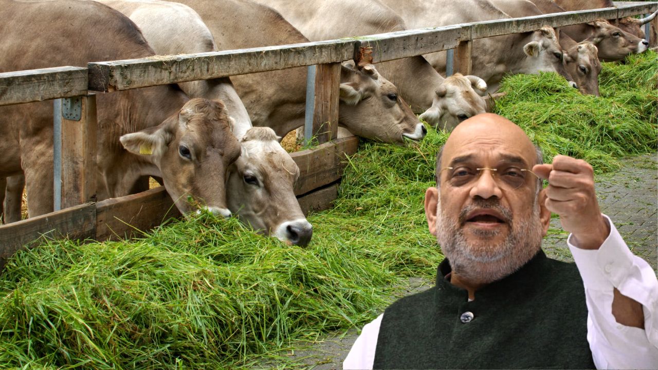 Milk Production Up 63 Percent White Revolution 2 0 To Open New Income Opportunities For Farmers