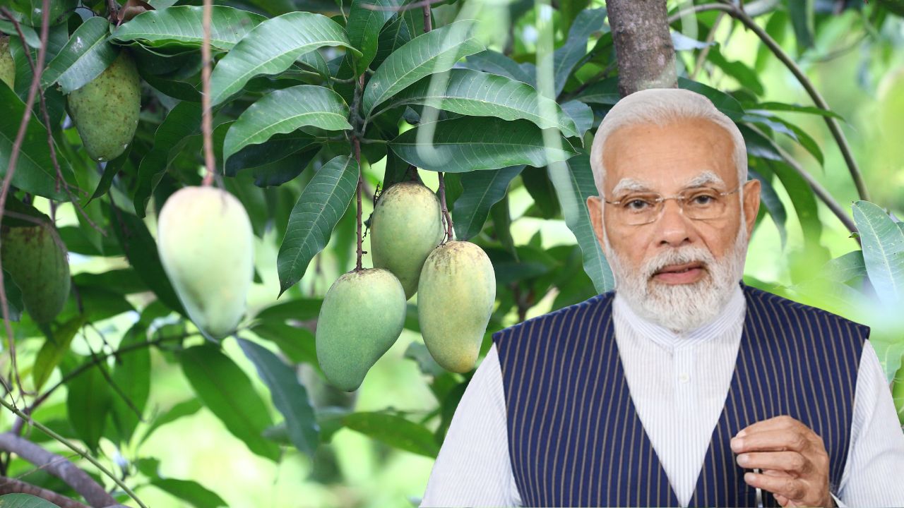 Mango Farmers Honoured In Mann Ki Baat Pm Modi Says You Are The Strength Of Indias Agriculture