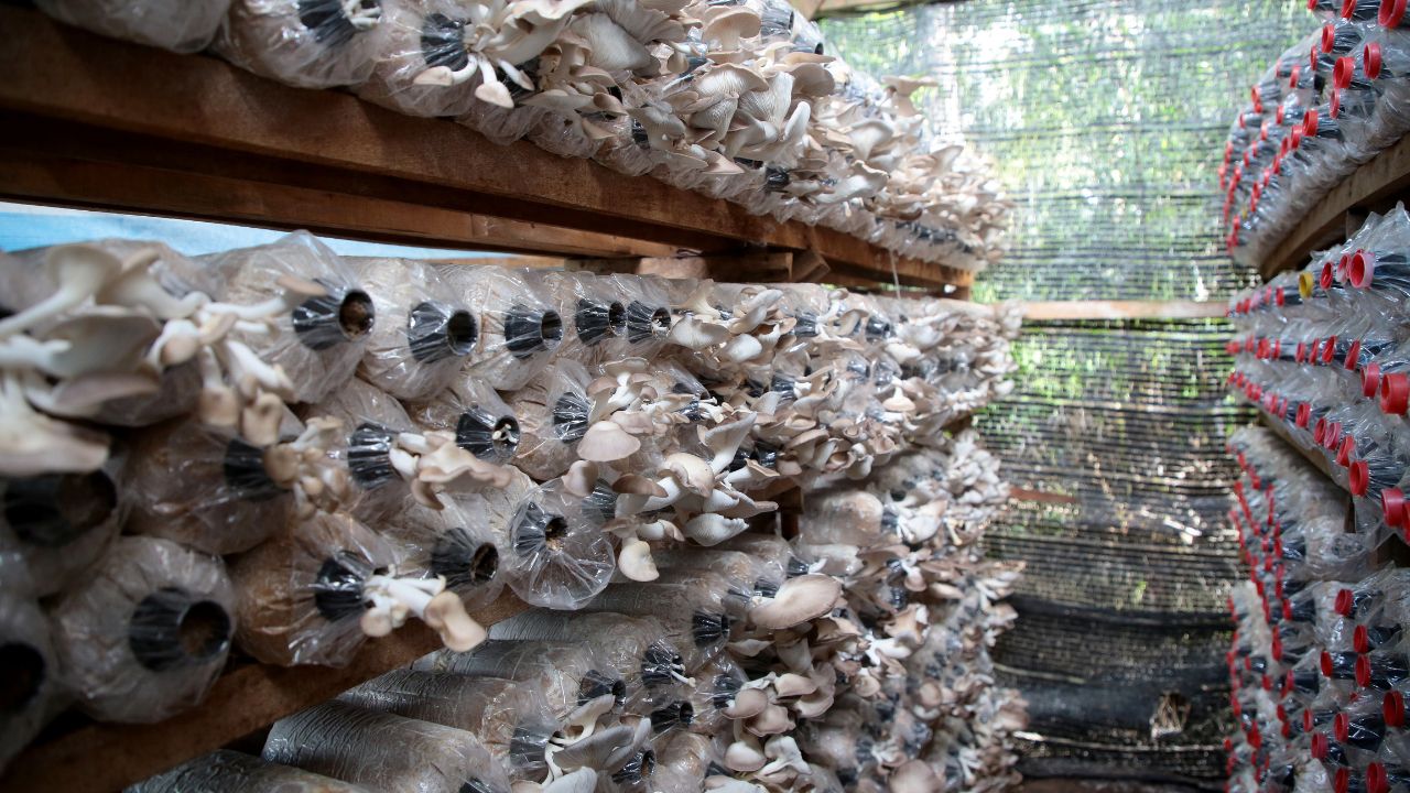 Mushroom Farming Income Can Increase 4 Times Compost Mistake To Avoid