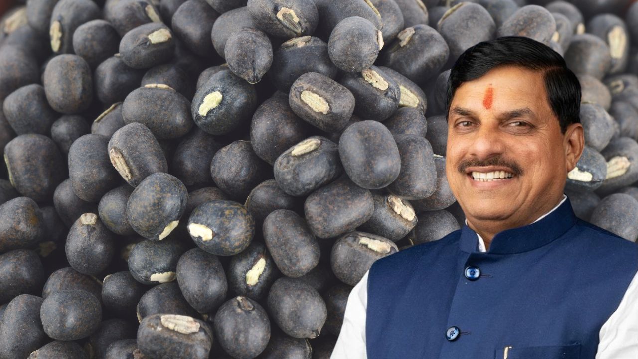 Madhya Pradesh Urad Farming Government Will Provide Msp Bonus 600 Rupees Per Quintal Kharif Season 2026