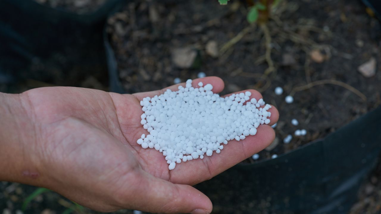 Urea Fertilizer Correct Use Methods Benefits Nitrogen Management Balanced Agriculture Tips Yp Increase Crop