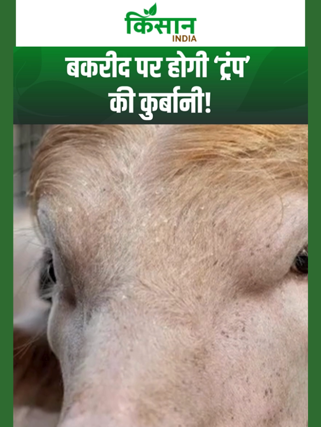डोनाल्ड ट्रंप भैंसा! 700 किलो वजन... देखने उमड़ी भारी भीड़!