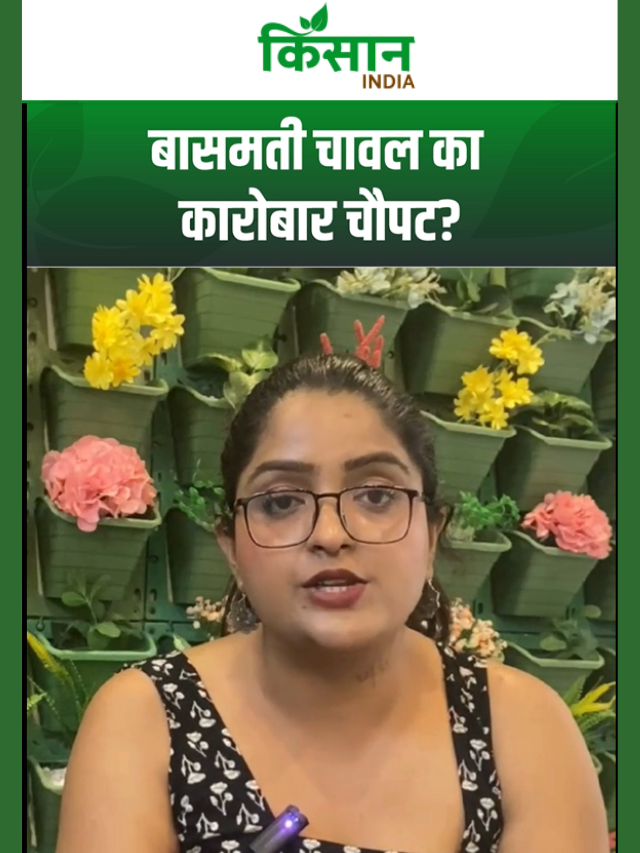 समुद्री रास्तों पर भयंकर तनाव! भारत का प्रीमियम बासमती चावल विदेशों में अटका