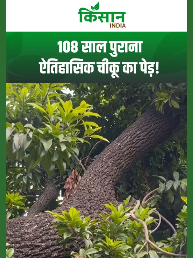 साल 1916 में लगाया गया था यह अनोखा चीकू का पेड़, Iraq से भारत लाया गया था दुर्लभ चीकू का पौधा!