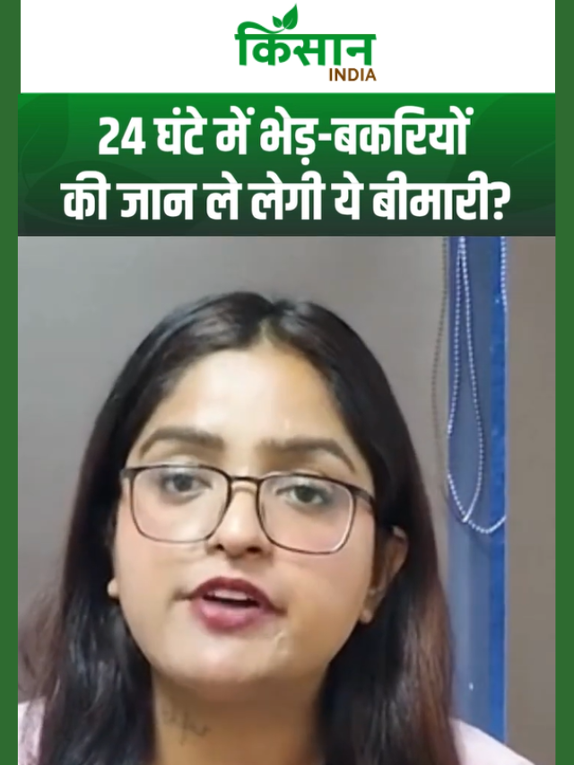 भेड़-बकरियों में खतरनाक बीमारी, 24 घंटे में मौत! इन बातों का ध्यान रखकर बचा सकते हैं नुकसान