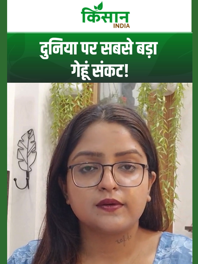 दुनिया पर सबसे बड़ा गेहूं संकट!