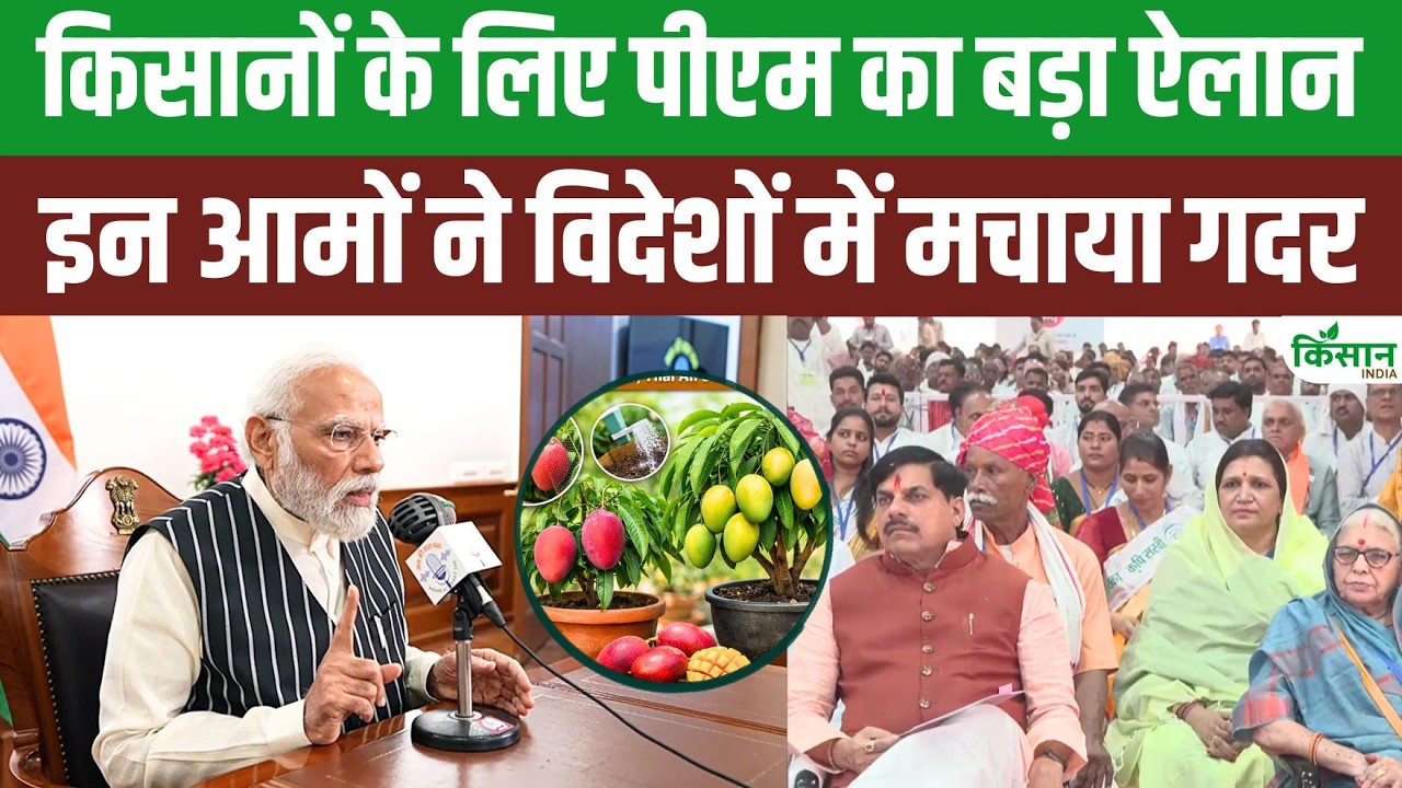 Indian Mangoes Create Stir In Foreign Markets Pm Modi Congratulates Farmers In Man Ki Baat