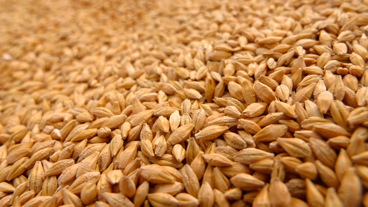 India Wheat Export Resumes After Four Years Kandla Port Itc Shipment 22000 Metric Ton Wheat To Be Exported To Uae