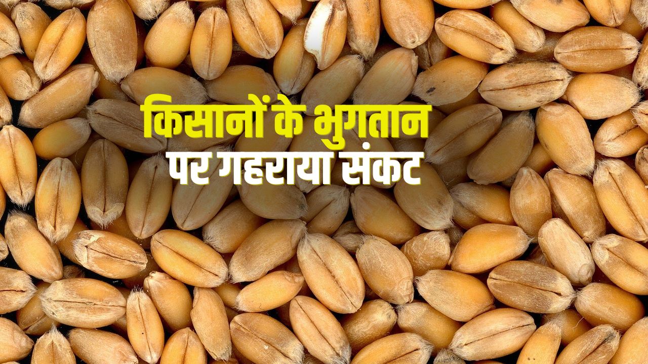 Wheat Farmers Not Getting Timely Payments Gurnam Singh Chaduni Writes To The Government