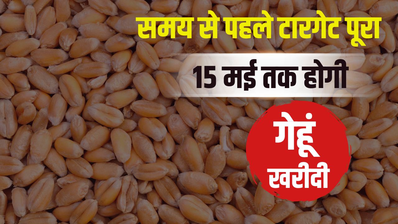 Wheat Procurement Punjab Has Purchased More Wheat Than Targeted