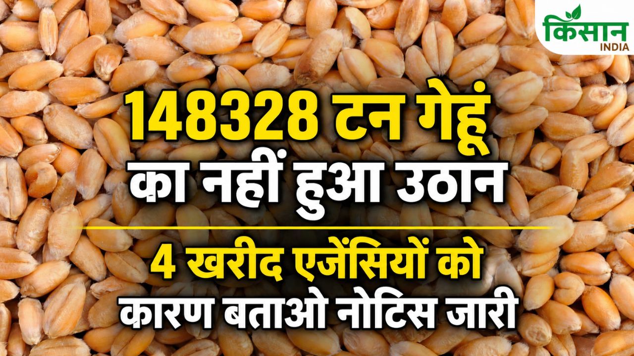 Delay In Wheat Lifting Punjab Wheat Procurement Fazilka Market