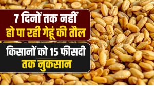 MP में MSP से कम रेट पर गेहूं बेचने को मजबूर हुए किसान, इस वजह से नहीं मिल रहा भाव MP में MSP से कम रेट पर गेहूं बेचने को मजबूर हुए किसान, इस वजह से नहीं मिल रहा भाव