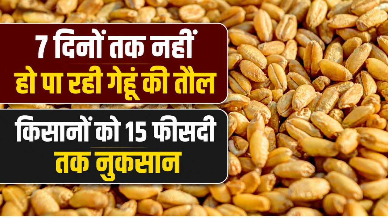 Wheat Procurement Wheat Prices Below Msp Farmers Worried