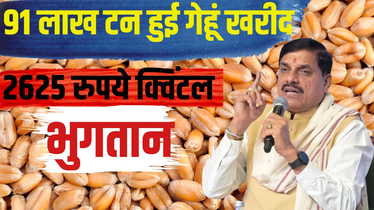 Madhya Pradesh Wheat Procurement Continue Until 28th May Chief Minister Announced