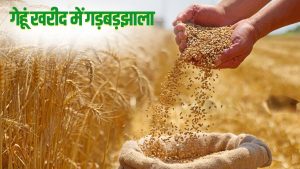 पंजाब के 8 जिलों में लक्ष्य से ज्यादा गेहूं खरीदी, फर्जीवाड़े की आशंका.. जांच करेगी FCI की टीम