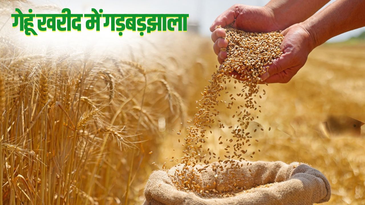 Wheat Procurement Exceeds Target In 8 Districts Of Punjab Wheat Procurement Scam