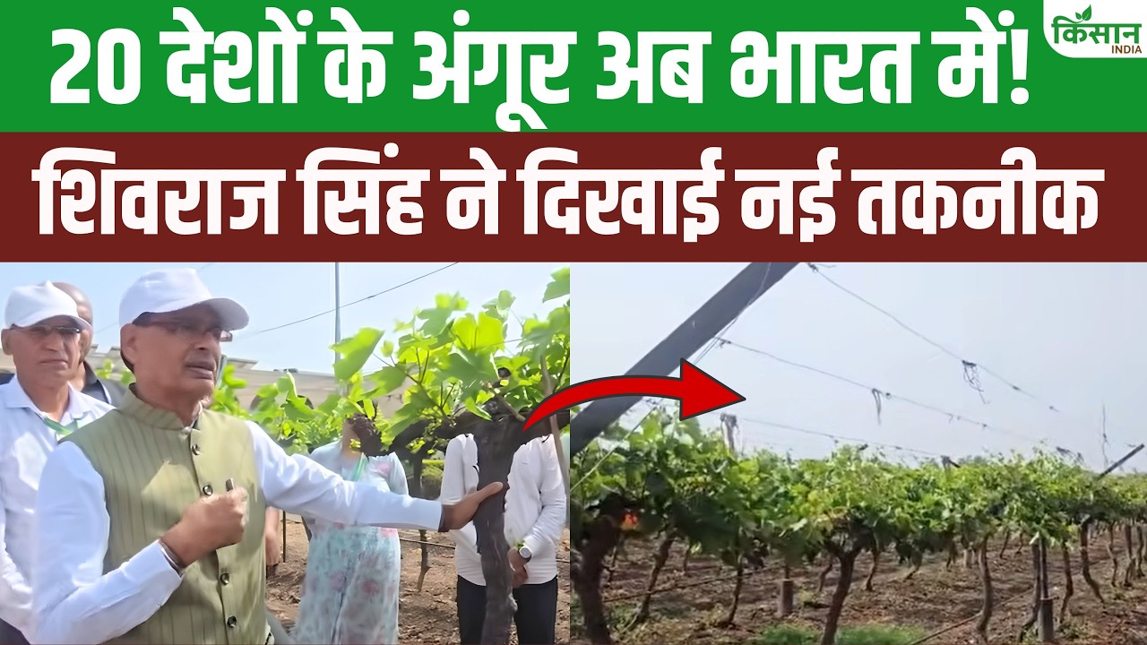 Cultivation Grapes From 20 Countries And 476 Varieties Earn Farmers Lakhs Rupees Shivraj Explained Method