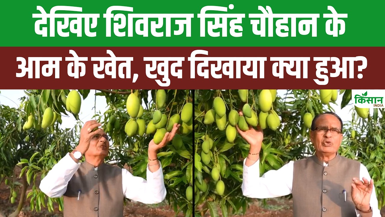 Shivraj Singh Chouhans Mango Garden He Personally Showcased The Trees He Planted Himself