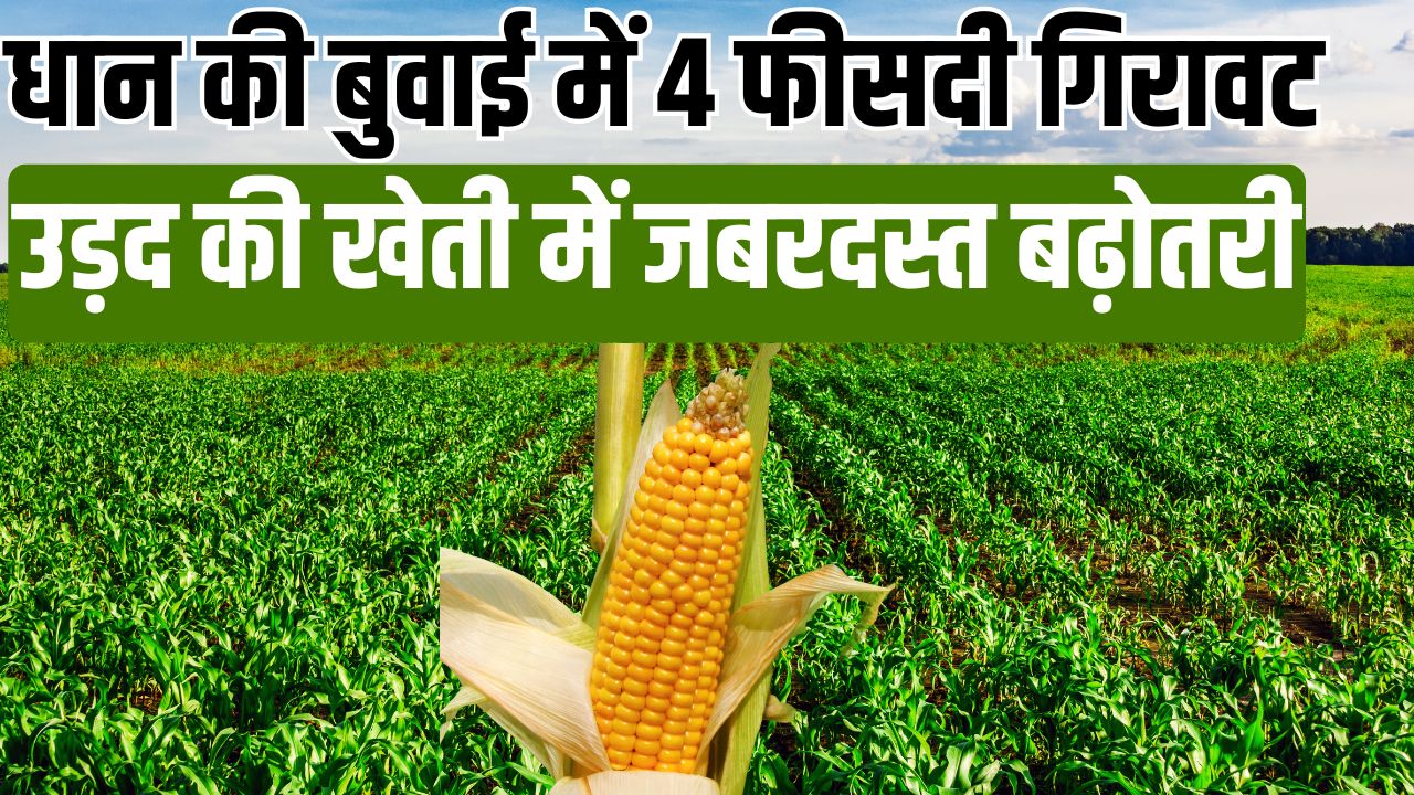 Zaid Crop Area Crosses 8 Point 6 Million Hectares Maize Sees 18 Percent Increase Learn About Pulses And Oilseeds