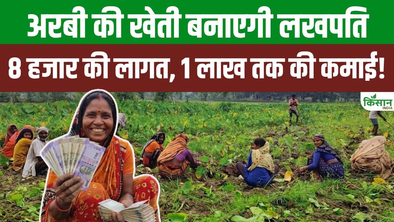 Arbi Farming Profit Of %e2%82%b91 Lakh On An Investment Of Just Rs 8000 Arbi Cultivation Turns Into A Money Making Machine