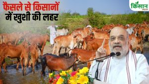 अमित शाह के इस ऐलान से पशुपालकों की बढ़ेगी कमाई.. ज्यादा दूध देने वाली बछिया लेंगी जन्म