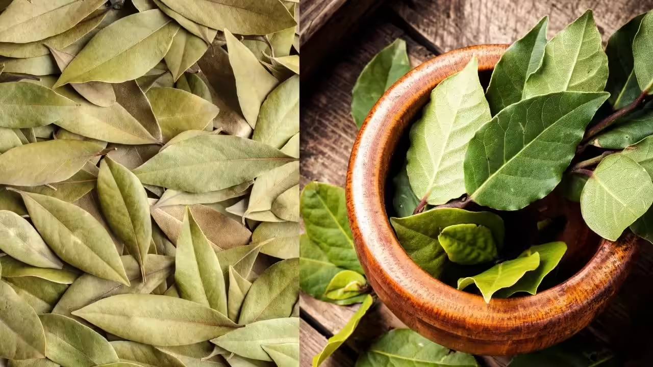 Bay Leaf Farming Profit Low Cost High Income Medicinal Crop India Farmers