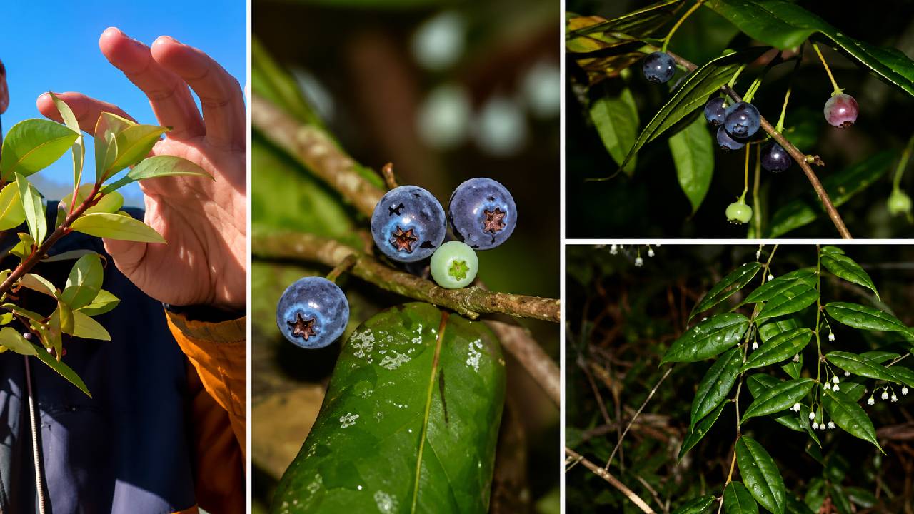 Rare Blueberry Relative Rediscovered In Arunachal Pradesh After 188 Years Marking A Major Biodiversity Breakthrough