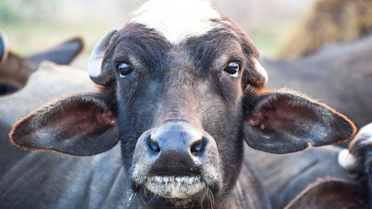 Buffalo Farming Heat Wave Impact On Cattle Heat Stroke Symptoms In Buffaloes Prevention Tips
