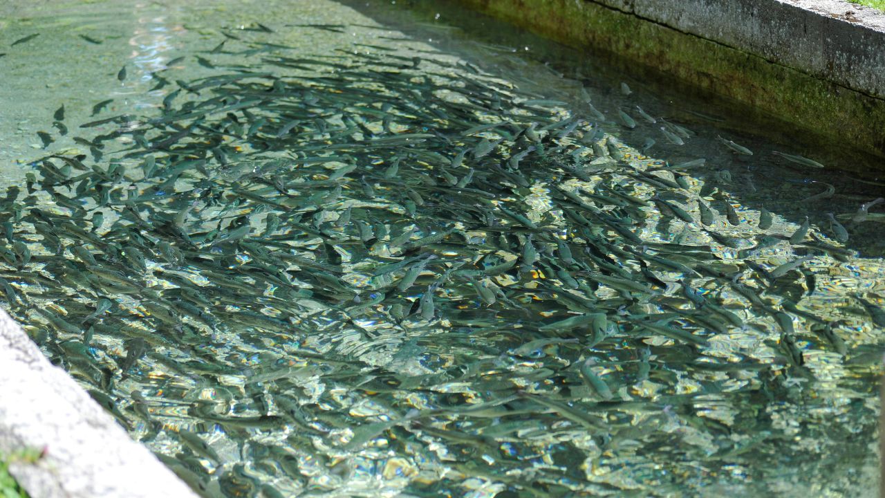 Fish Farming Tips For May Month From Pond Care To Water Quality Managemnt Know Everytrhing Here