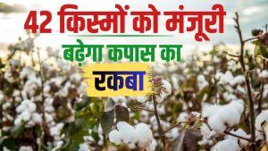 कपास पर सरकार की बड़ी पहल, खेती करने पर फ्री में मिलेंगे प्रति एकड़ 4000 रुपये कपास पर सरकार की बड़ी पहल, खेती करने पर फ्री में मिलेंगे प्रति एकड़ 4000 रुपये