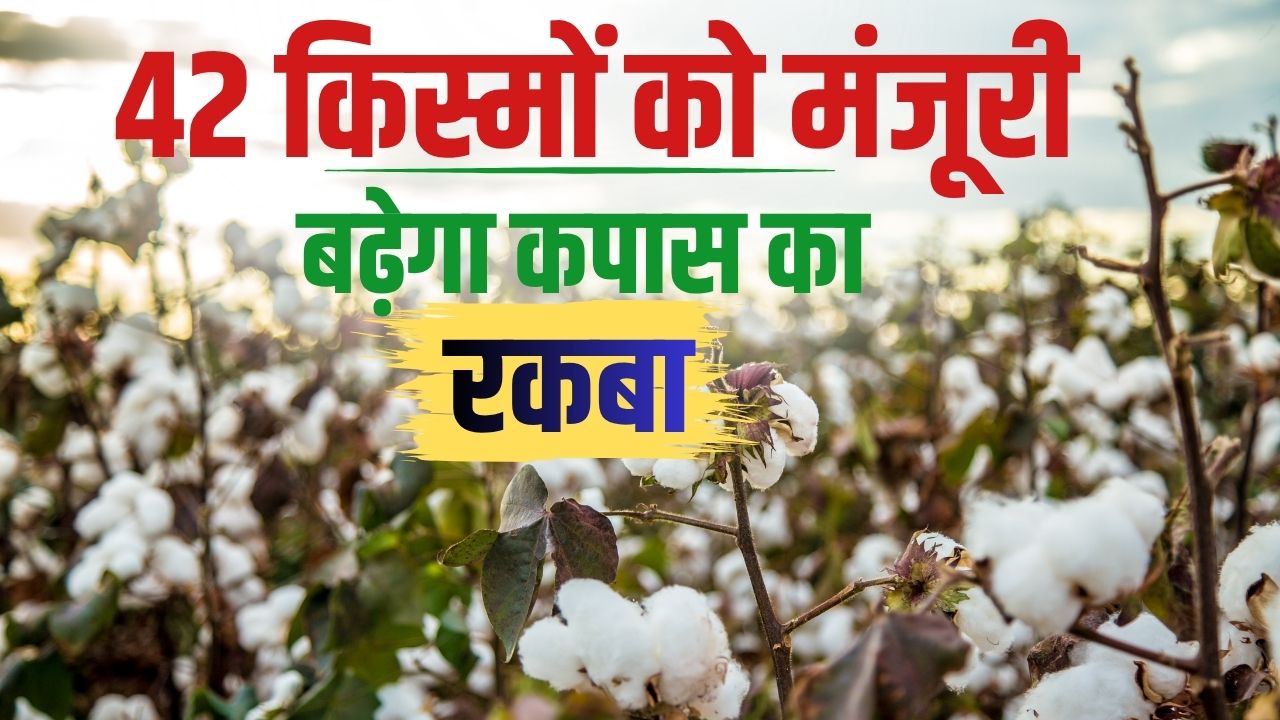 Promotion For Cotton Cultivation In Haryana Haryana Cotton Cultivation Promotion Cotton Subsidy