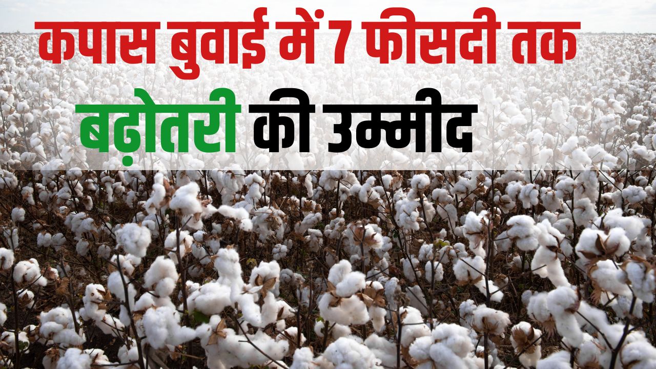 Cci Resumes Sale Of Purchased Cotton Cuts Price By Rs 2300 Per Candy