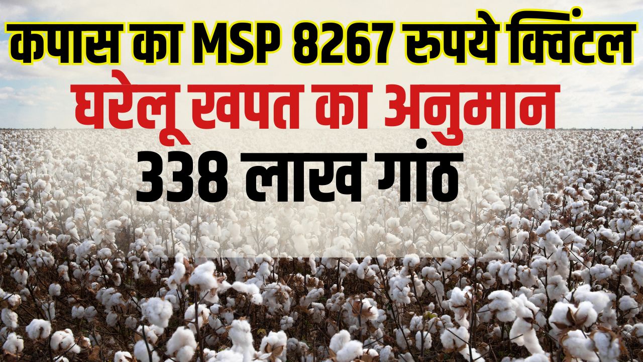 Cotton Cultivation Is Expected To Increase By 7 Percent Cai Estimated On This Basis