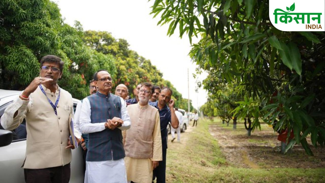 One Mango Tree Grows 234 Varieties Of Fruits Shivraj Singh Chouhan Left Surprised