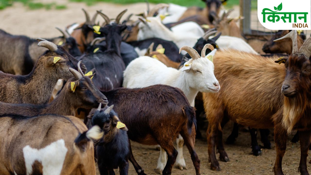 Goat Farming New Source Income Farmers Starting With 4 Goats And Reaching Profits Millions
