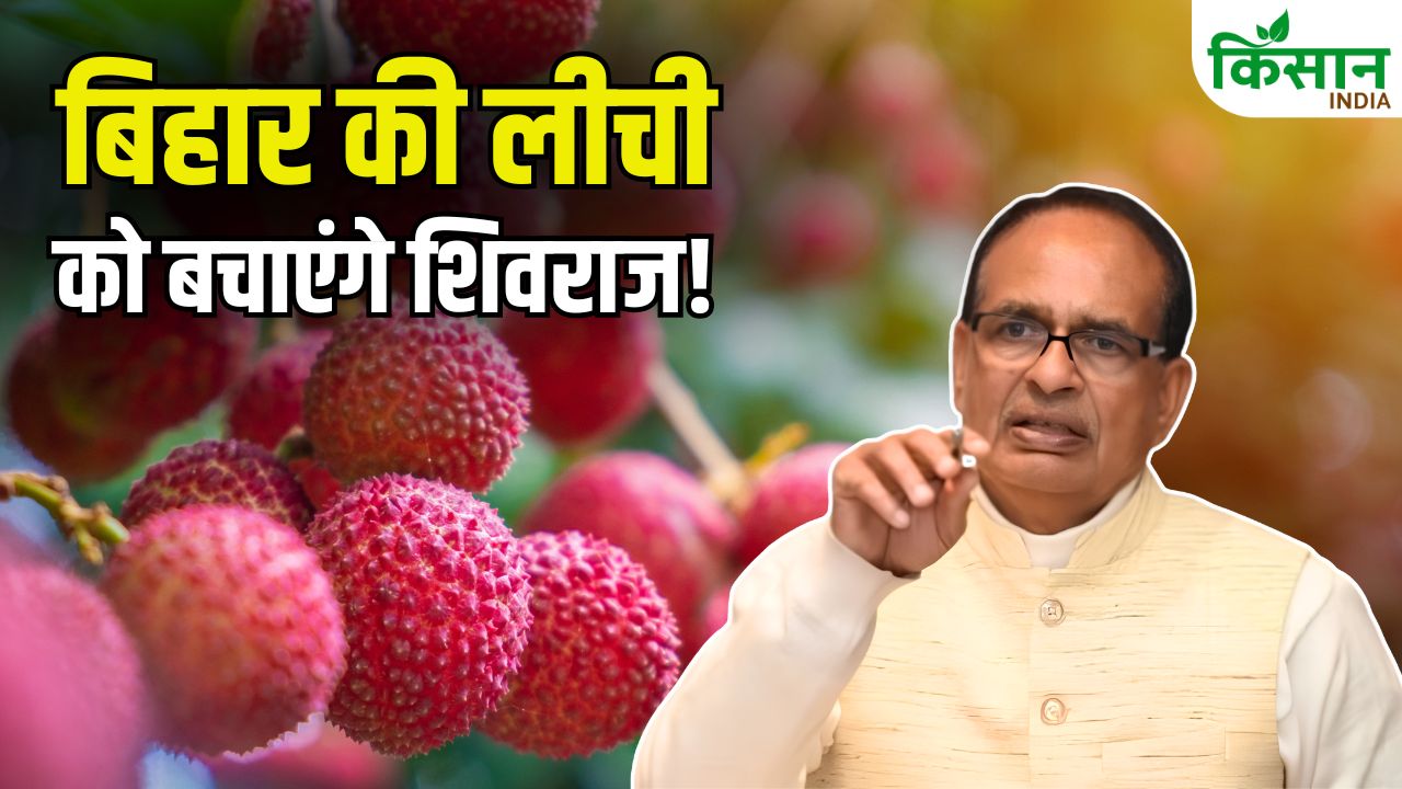 Litchi Stink Bug Bihar Farmers Shivraj Singh Chouhan Expert Team