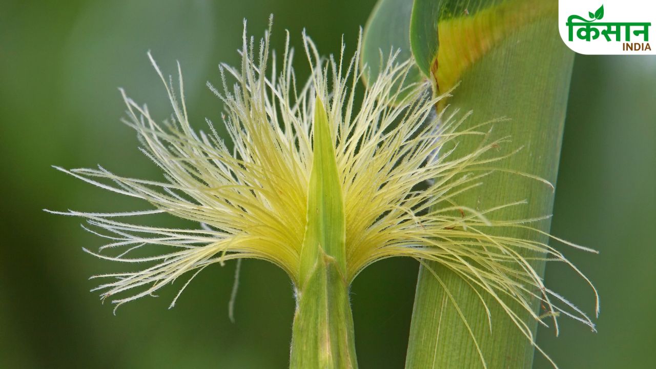 Corn Silk Farming Business Farmers Extra Income Herbal Tea Demand India
