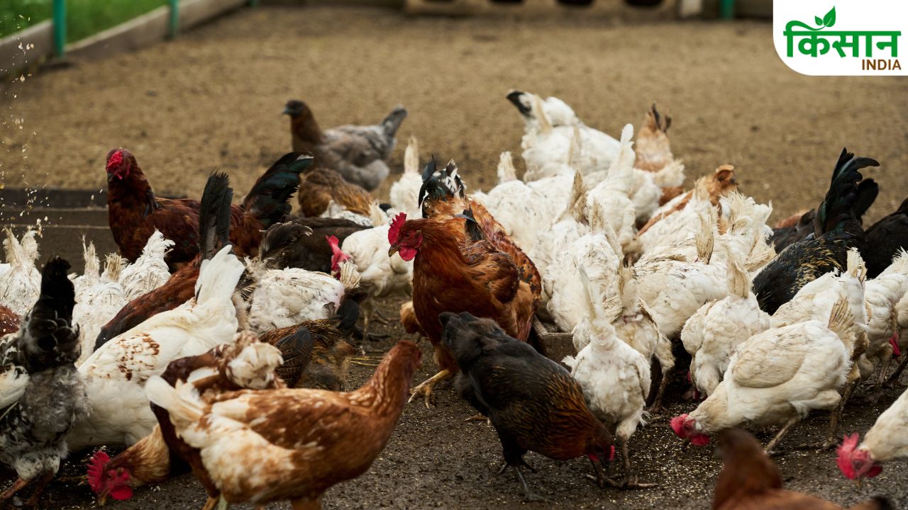Poultry Farm Summer Safety Tips Bihar Government Advisory