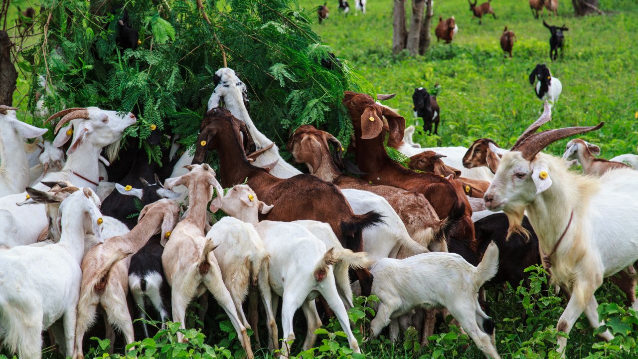 Bakri Palan Yojana Chitrakoot 90 Percent Subsidy 30 May Last Date Rural Employment