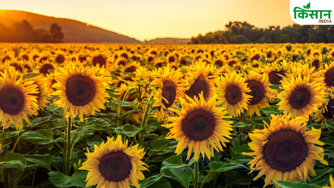 Haryana Telangana Sunflower Farmers Get Msp Relief Early Procurement Started