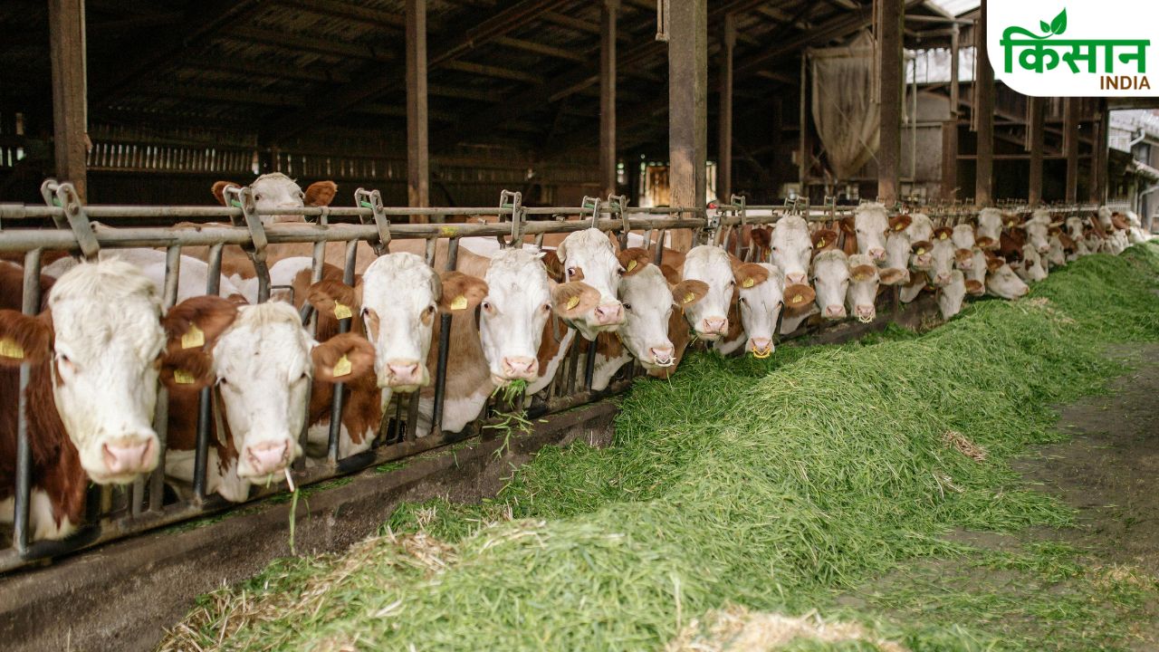 Madhya Pradesh Cow Shelter Subsidy 10 Lakh Scheme Dairy Farming