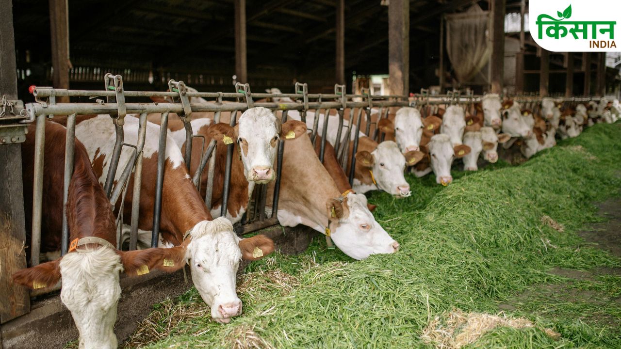 Bihar Government Modern Cattle Farming Techniques Hydroponic Fodder And Smart Cow Monitoring System