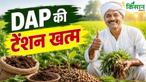 DAP की कमी से परेशान किसानों के लिए राहत, अब देसी खाद से भी होगी शानदार पैदावार