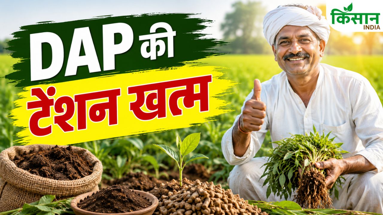 Dap Fertilizer Shortage Solution With Organic Manure And Bio Fertilizer For Better Crop Production