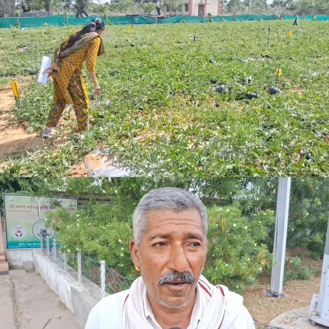 Organic watermelon farming 